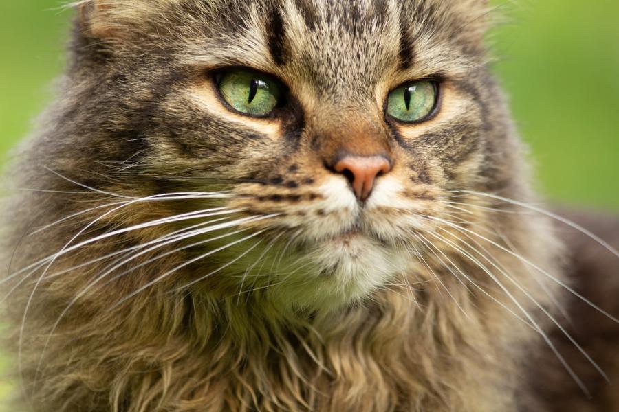 Ученые определили, какие кошки самые красивые