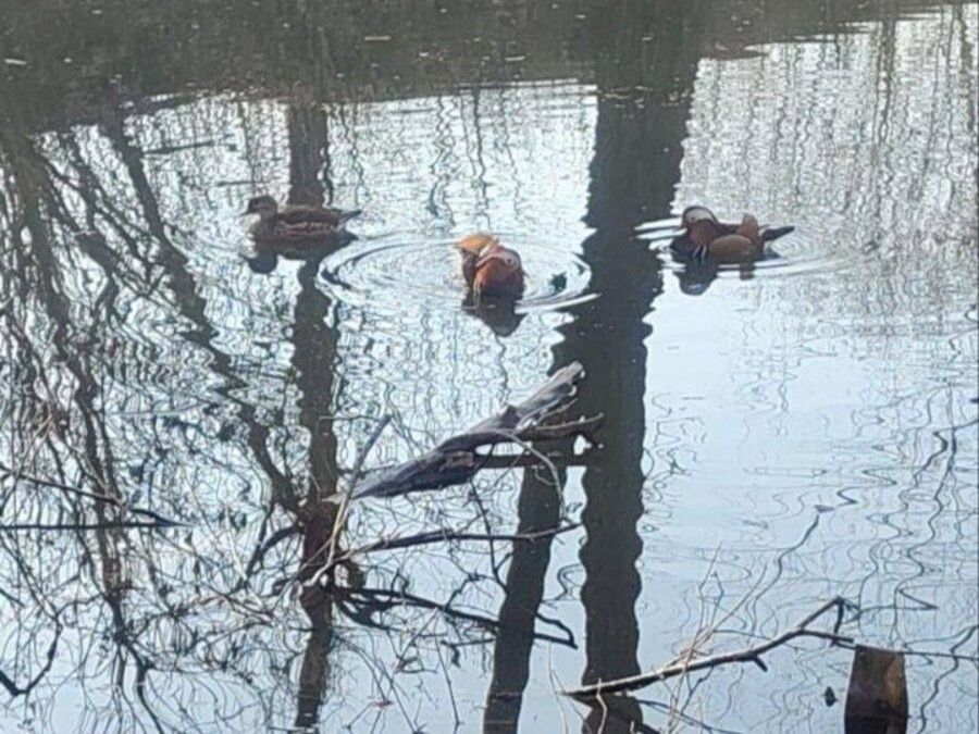 Семья уток-мандаринок может погибнуть во Владивостоке