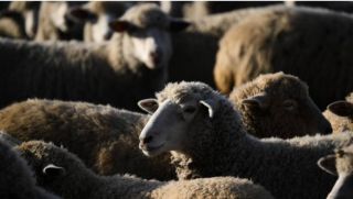 Трагедия в Нежино: массовое убийство баранов потрясло Приморье