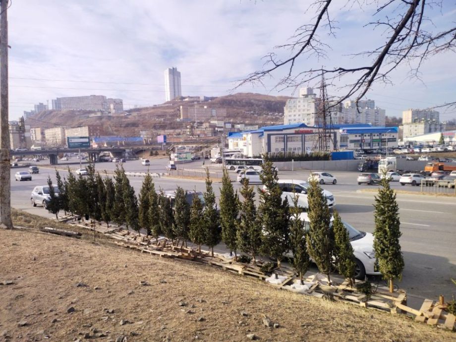 Штрафы вырастут в разы: во Владивостоке ужесточат наказание за нелегальную торговлю елями