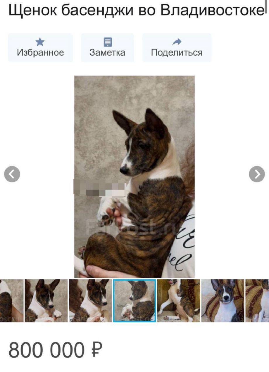 Во Владивостоке продают щенкавклад в чужую мечту: цена  как за подержанную иномарку