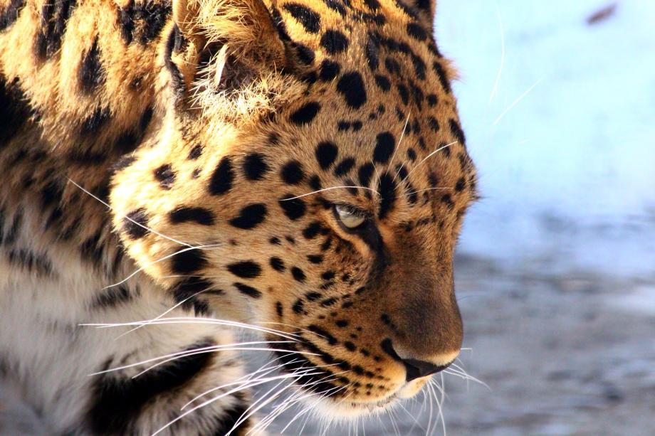 Леопарда-путешественника сняли на видео жители приморского села