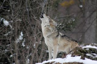 Фото: pixabay.com | Приморцы напуганы: вблизи населенных пунктов появились волки