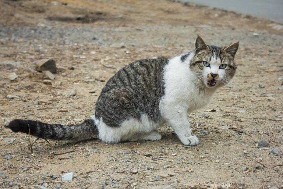Фото: Анна Шеринберг / PRIMPRESS | Приморец расстрелял кота на глазах у хозяйки и ударил его лопатой