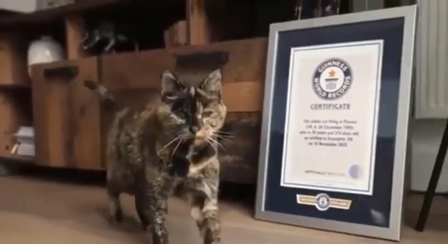Фото: кадр видео | Книга рекордов Гиннесса объявила возраст самой старой кошки в мире