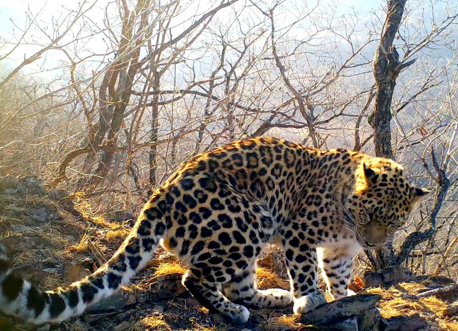 Фото: нацпарк «Земля леопарда» | Редкие кадры: на видео туристов в Приморье попал «поющий» леопард