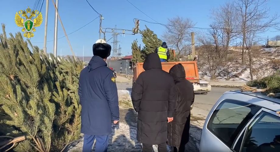 Начались проверки: десятки нелегальных ёлок изъяли из продажи во Владивостоке