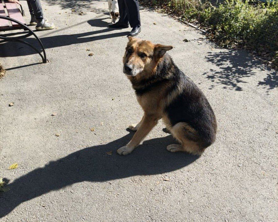 В Приморье собака напала на женщину