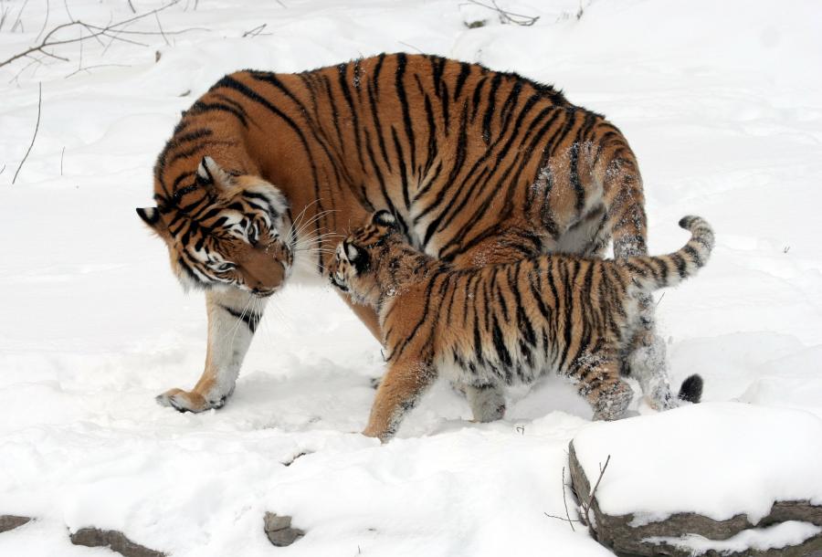 «А вот это уже страшно»: семейство тигров замечено во Владивостоке