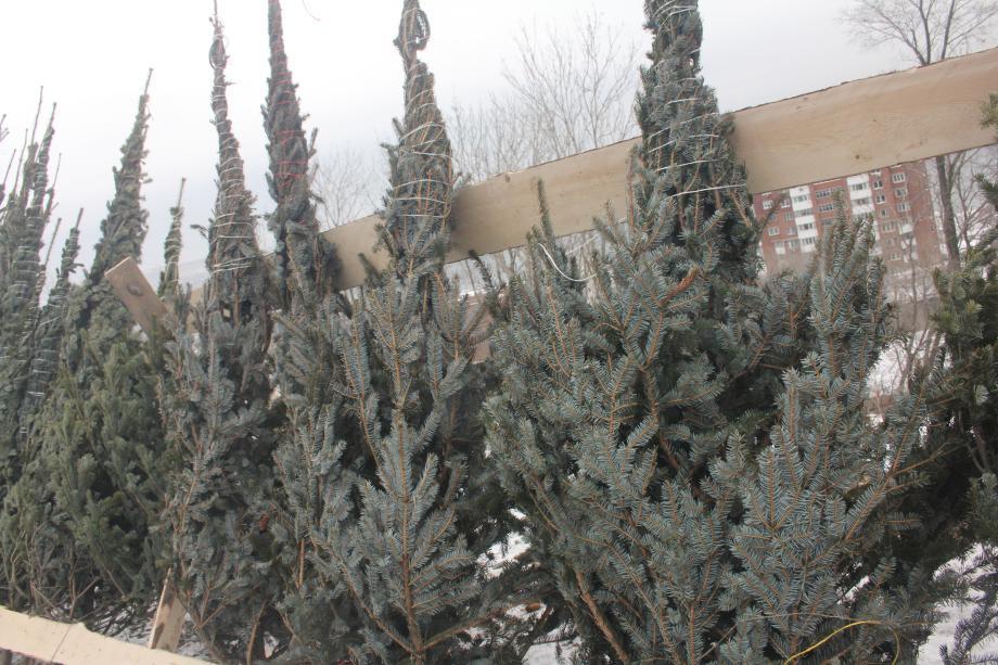 Фото: PRIMPRESS | Владивостокцам назвали адреса, где можно будет купить елку