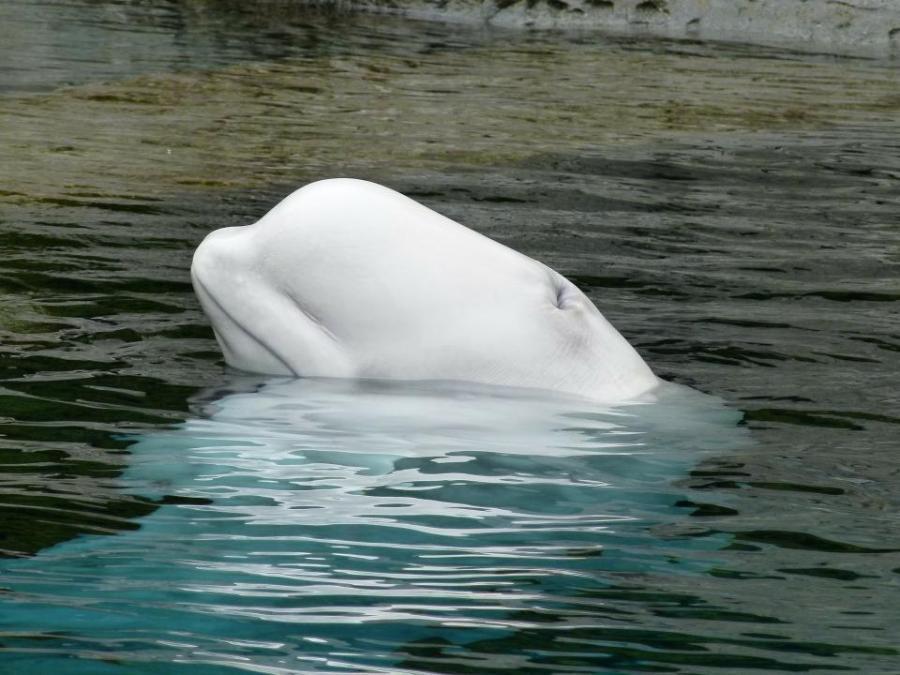 «Ой, ты моя лапочка»: двух белух заметили в акватории Владивостока