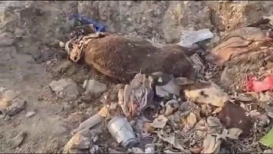 Дело о массовой гибели домашнего скота в Приморье обрастает страшными подробностями