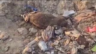 Дело о массовой гибели домашнего скота в Приморье обрастает страшными подробностями