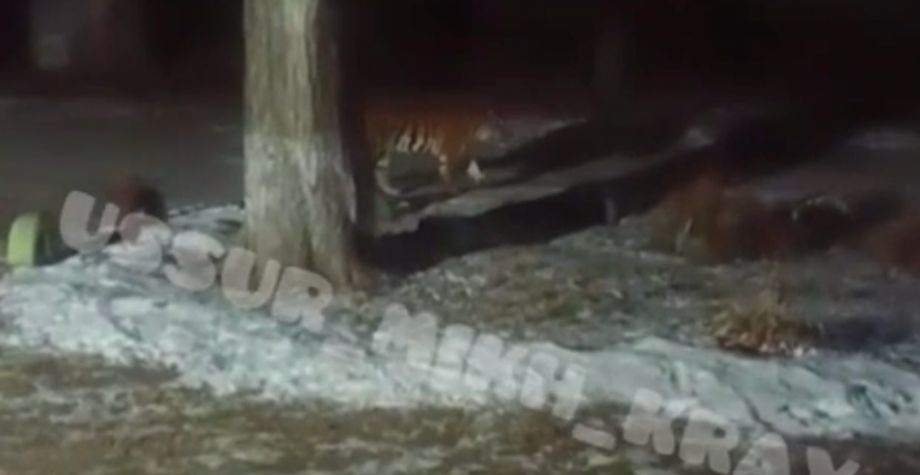 Тигр кружил под окнами дома в приморском селе