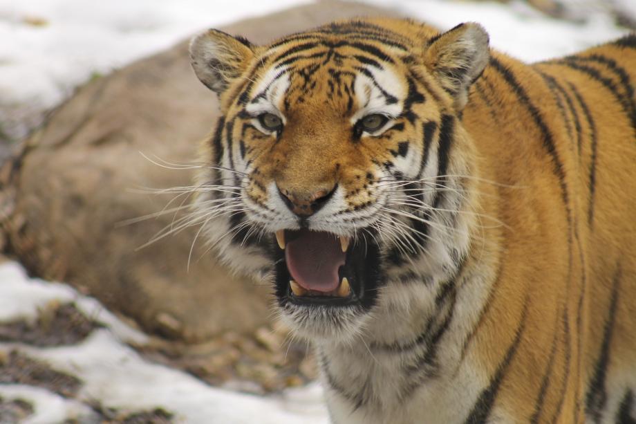Фото: freepik | Съел или не съел? В охотнадзоре рассказали о тигре, перепугавшем жителей приморского поселка