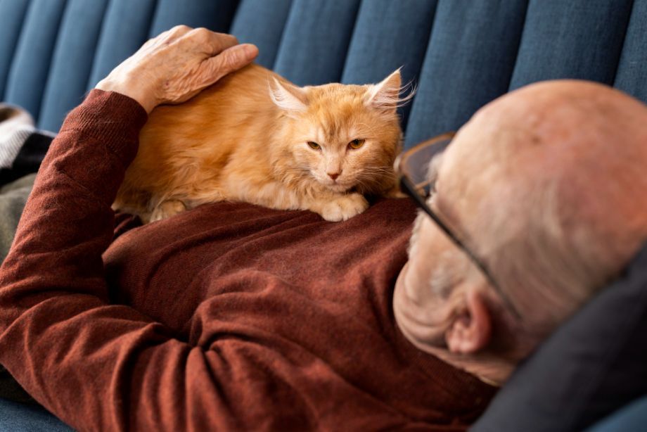 Почему кошка лезет в лицо: 7 признаков, что вы для неё больше, чем человек