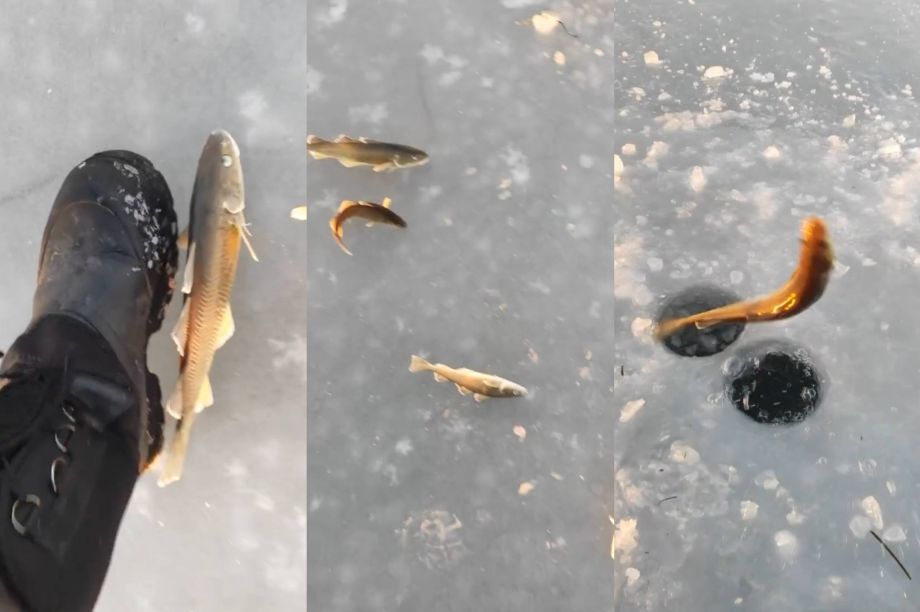 «Народ попрёт на лёд»: навага «выпрыгивает» из лунок в Приморье
