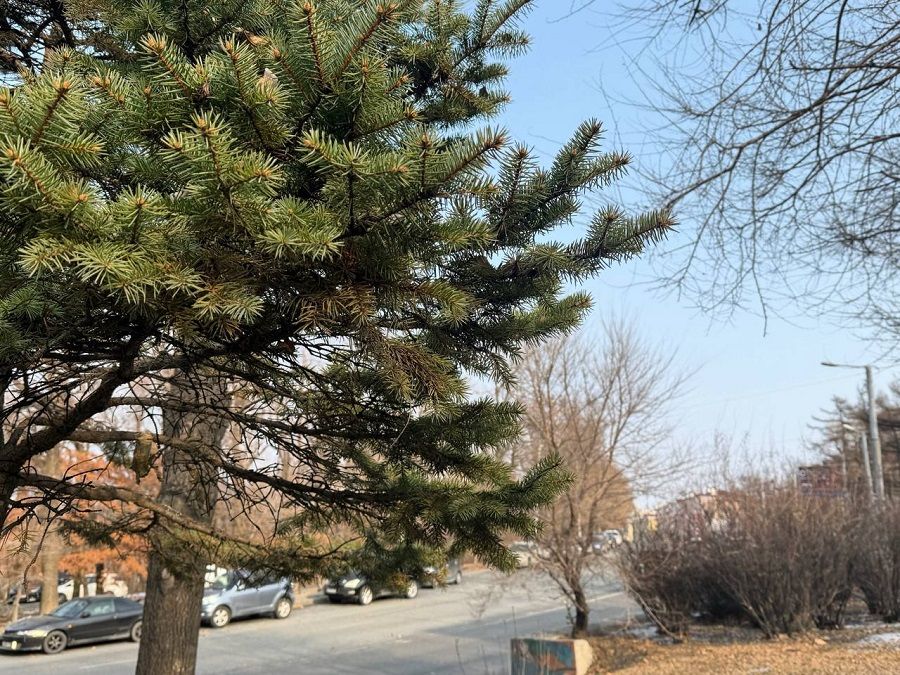 Снега во Владивостоке не будет: синоптики объяснили — почему