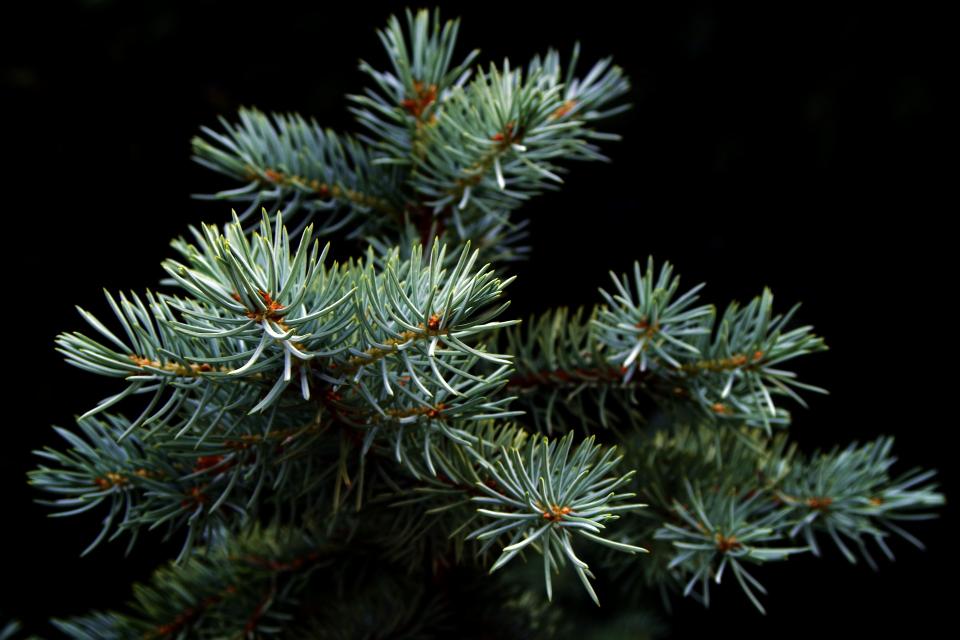 Фото: pixabay.com | Новогодний лайфхак: как сделать, чтобы елка дольше простояла?
