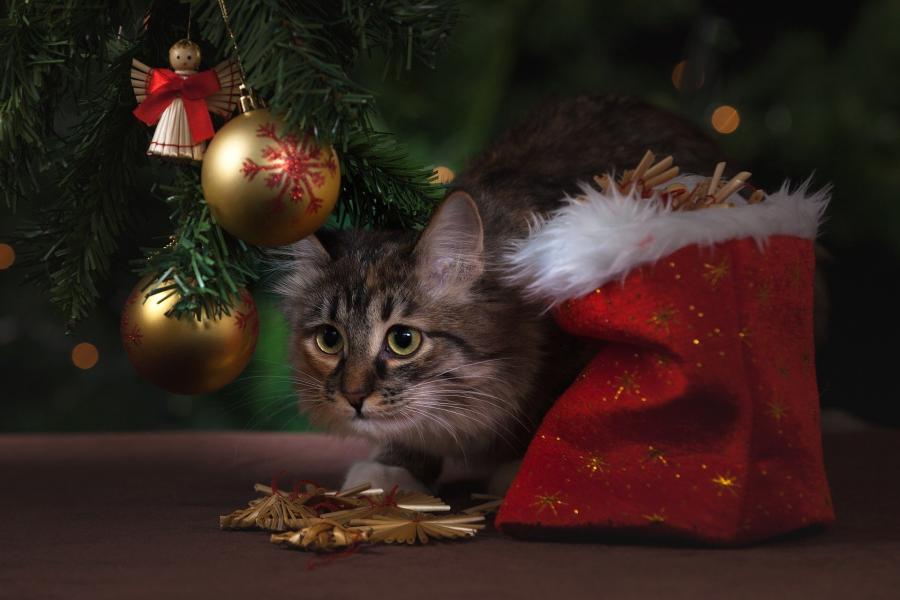 Фото: pixabay.com | Как выбрать новогоднюю искусственную елку?