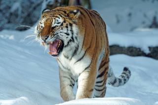 Фото: pixabay.com | Приморцам на заметку: как вести себя при встрече с тигром?