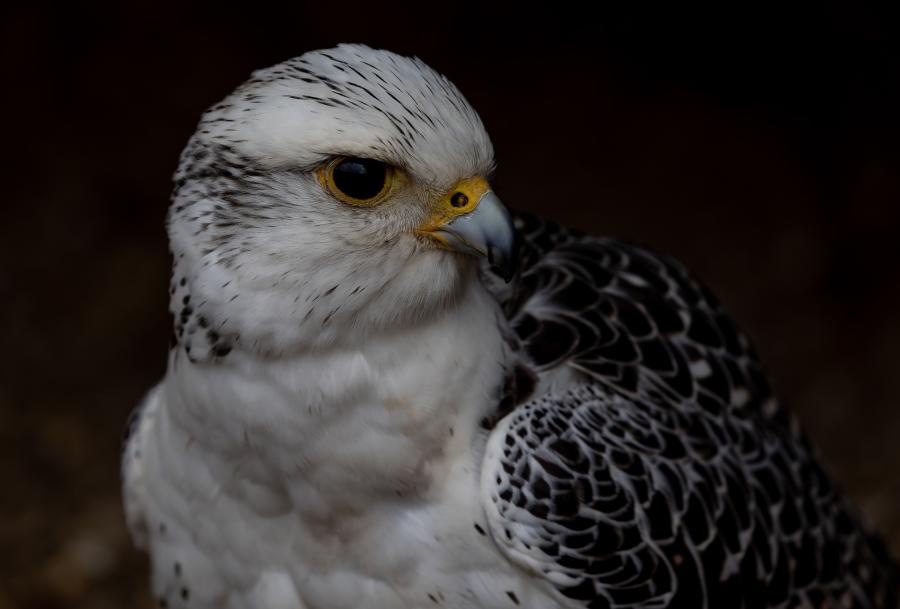Фото: pixabay.com | В Приморье иностранцы пытались незаконно приобрести особо ценных птиц