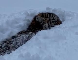 Фото: amurtigercenter | Появилась подробная информация о тигренке, найденном на дороге в Хабаровском крае