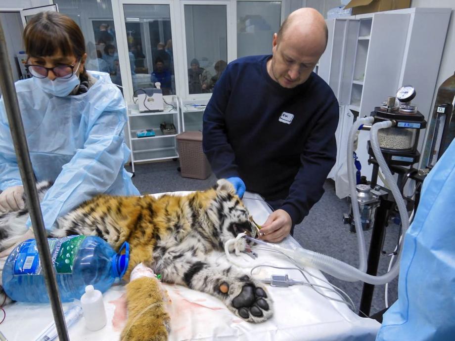 Могла случиться трагедия: в Приморье спасают истощенного тигренка из Еврейской автономной области
