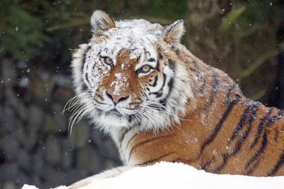 Стащил и сгрыз: в соцсетях появились жуткие кадры с участием тигра, снятые в Приморье