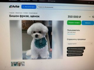 Что выбрать: породистую бишон фризе за 350 000 рублей или дворняжку за «спасибо»?