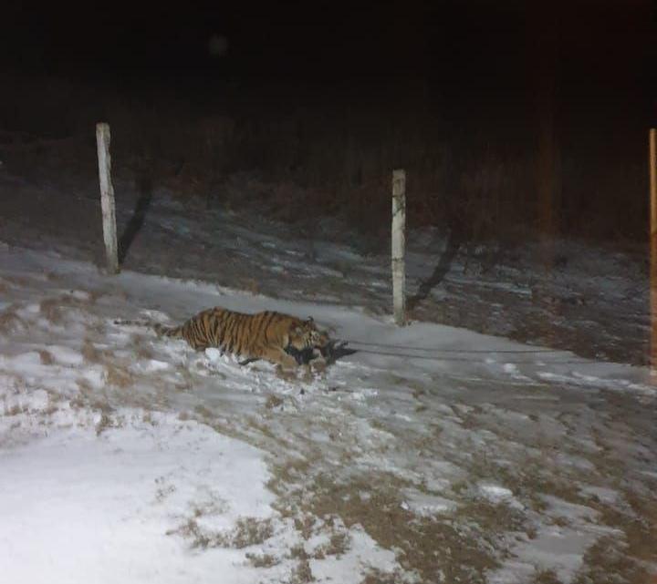 Озвучены подробности нападения тигра на собаку в Приморье