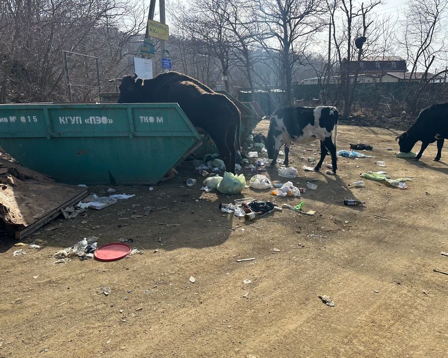 Власти Приморья пообещали «туристической Мекке» региона вдвое больше мусоровозов