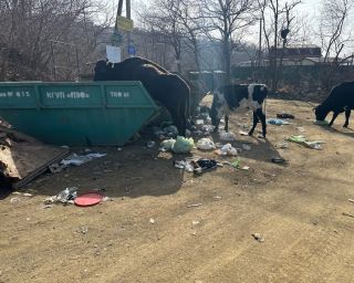 Власти Приморья пообещали «туристической Мекке» региона вдвое больше мусоровозов