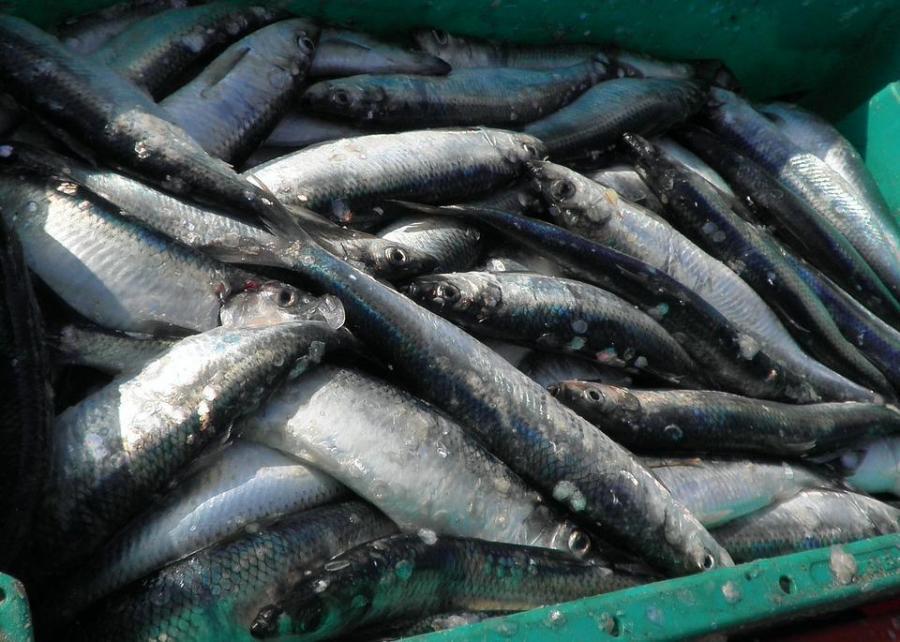 Фото: pixabay.com | Крупный штраф грозит организации за ввоз во Владивосток почти 50 тонн рыбы с нарушениями