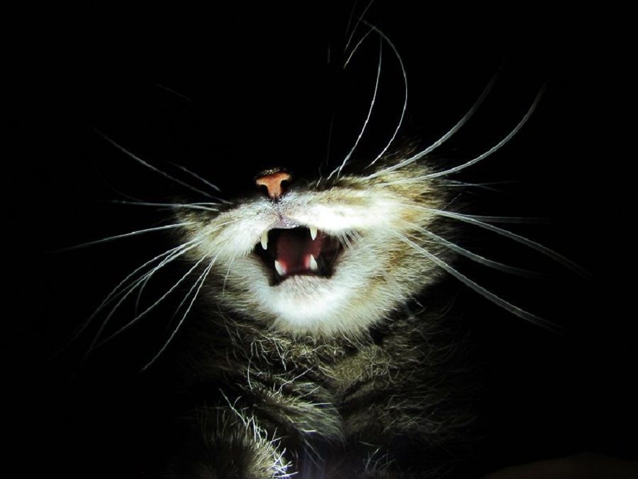 Шутки кончились: обязательное наказание за содержание кошек в квартирах вводится в России