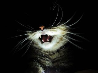 Шутки кончились: обязательное наказание за содержание кошек в квартирах вводится в России