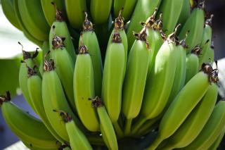 Фото: pixabay.com | Россиянам рассказали о пользе незрелых бананов