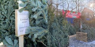 Выбирайте по запаху и храните на балконе: как купить качественную ёлку