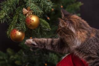 Фото: pixabay.ru | Приморцев предупредили о правилах безопасности при установке новогодней елки