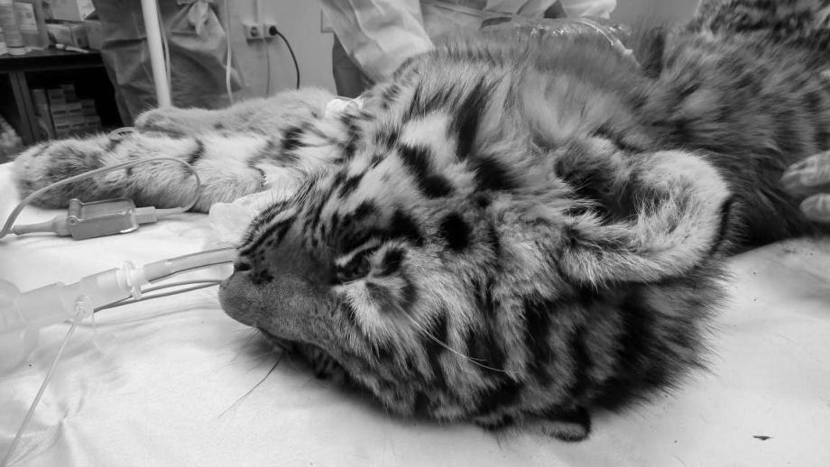 Фото: Telegram-канал центра «Амурский тигр» | В Приморье умер тигренок, привезенный из ЕАО
