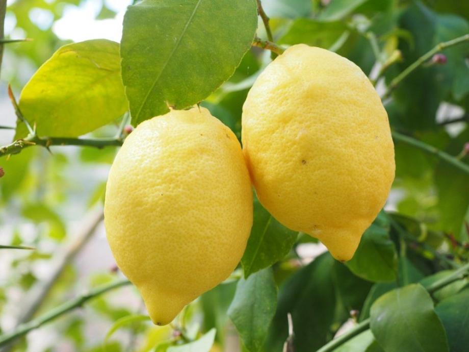 Не только для иммунитета: 10 фактов о пользе лимона