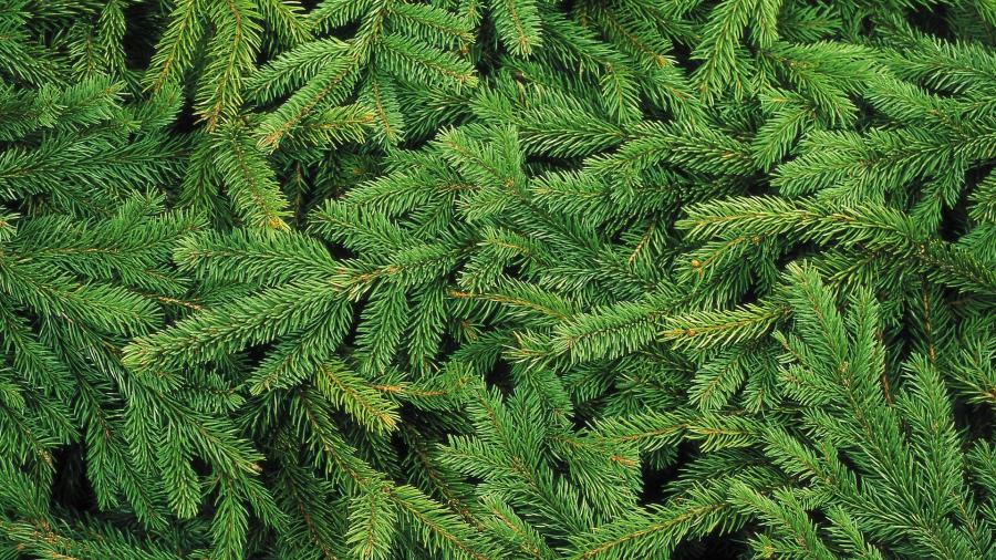 Фото: pixabay.com | Ель, сосна или пихта? Как выбрать живое рождественское дерево?