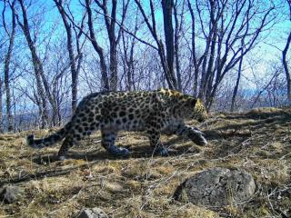 Фото: leopard-land.ru | Дикие кошки Приморского края