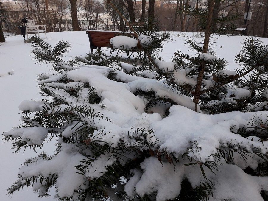 Синоптики спорят: будет или нет снег во Владивостоке на Новый год