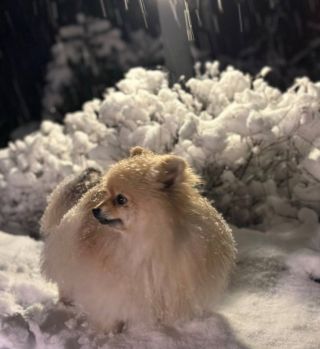 Не мальтипу и не йорк: стала известна самая популярная порода собак 2025 года