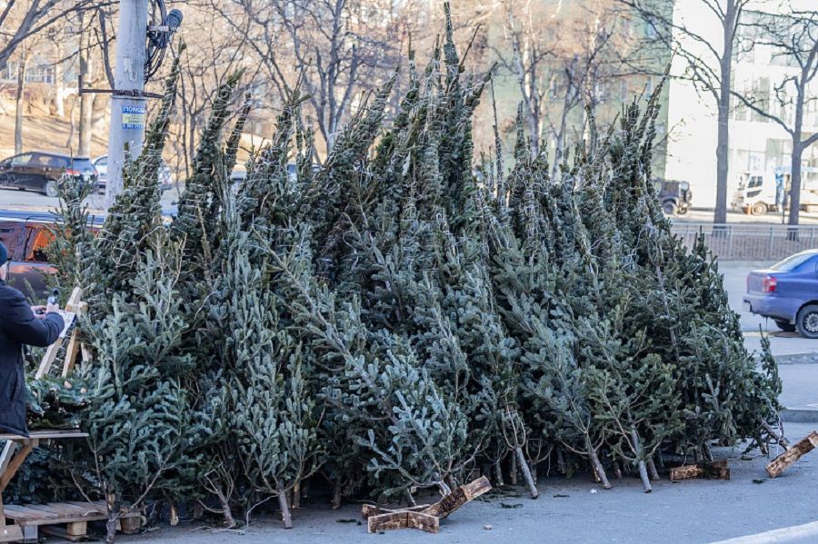 Полиция гоняет «чёрные» ёлочные базары во Владивостоке