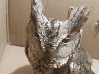 Раненую редкую сову спасли жители Владивостока