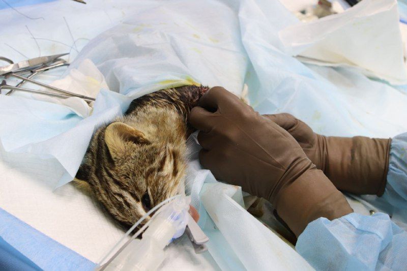 Лесной кот выжил после операции и начал восстанавливаться в приморском центре реабилитации
