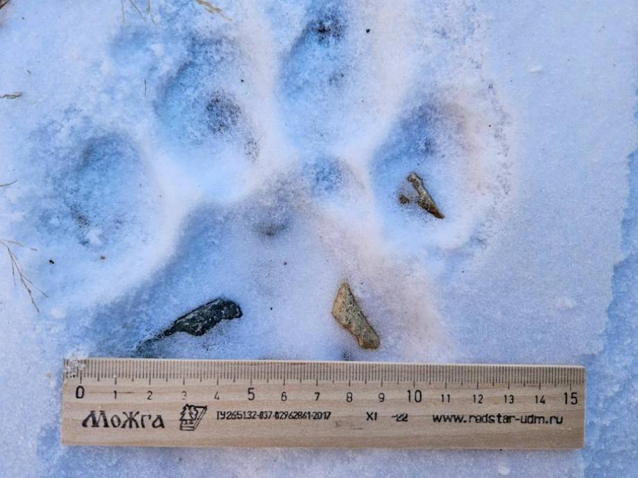 Фото: Центр «Амурский тигр» | Полосатые прогулки: жителей Приморья пугают тигриные следы на снегу