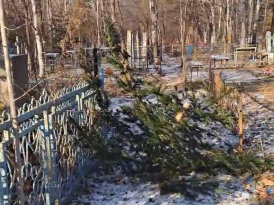 Фото: кадр из видео | «Рядом могилка ребенка». В Приморье неизвестные спилили елки на кладбище
